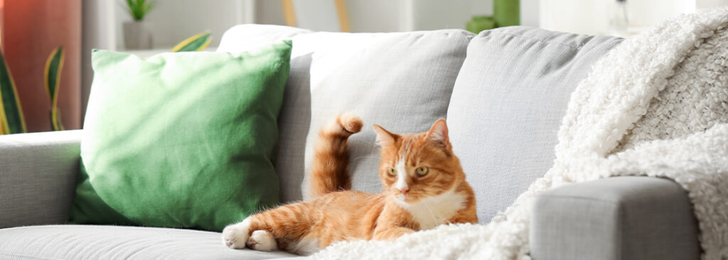 Das richtige Sofa für Haustierbesitzer - Was Sie beim Kauf beachten müssen